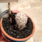 How to Know If a Cactus Is Dead: Signs You Can’t Ignore