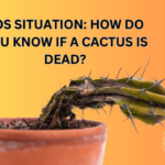 How Do You Know If a Cactus Is Dead? Signs to Watch For