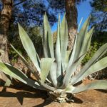 Century Plant vs Agave: Understanding the Differences Between Century Plants and Agave