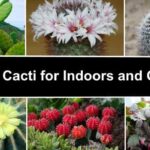 Cactus Names and Images: A Handy Identification Guide
