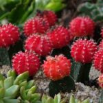 Full Grown Moon Cactus: How to Care for and Maintain a Moon Cactus