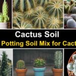 Soil for Cactus Plants: The Best Soil Combinations for Healthy Cacti