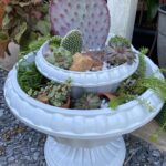 Cactus in a Pot: Tips for Growing and Caring for Potted Cactus Plants