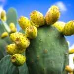 Prickly Pear Cactus Wisconsin: Growing and Caring for Prickly Pear Cactus in Wisconsin