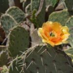 Prickly Pear Cactus Thorns: How to Safely Handle and Care for Prickly Pear Cactus Thorns