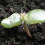 Prickly Pear Cactus Growth Rate: How Fast Does Prickly Pear Cactus Grow?