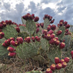 Prickly Pear Cactus in Australia: A Spiky Story