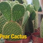 Care of Prickly Pear Cactus: How to Properly Care for and Maintain Prickly Pear Cactus