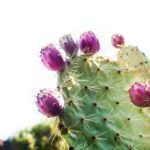 Prickly Pear Cactus Fungus: How to Identify and Treat Fungal Infections on Prickly Pear Cactus