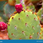 Is the Prickly Pear Cactus Edible? A Guide to Eating Prickly Pear Cactus Fruit