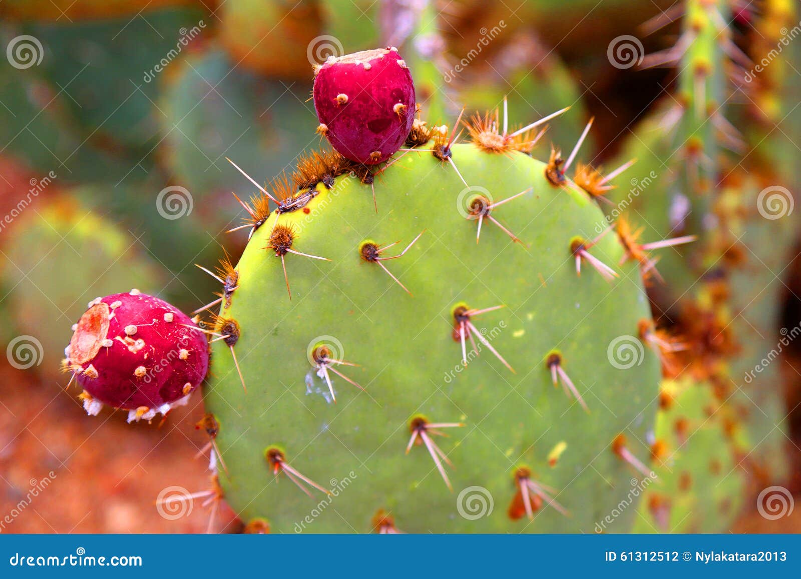 Is The Prickly Pear Cactus Edible A Guide To Eating Prickly Pear Is The Prickly Pear Cactus Edible A Guide To Eating Prickly Pear