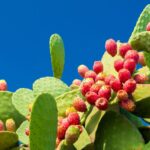 Can You Eat Cactus Fruit: Health Benefits and How to Prepare It