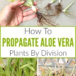 Aloe Vera Propagation from Leaf: A Simple Guide to Propagating Aloe Vera from a Leaf Cutting