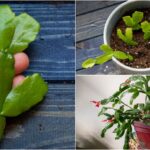 How to Start Christmas Cactus from Cuttings: A Simple Guide to Propagating Christmas Cactus
