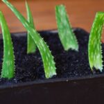 How to Propagate Aloe Cuttings: A Simple Guide to Growing Aloe from Cuttings