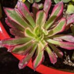 Single Stem Aeonium Cutting Time: Best Practices for Propagating Aeonium Plants