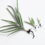 Propagating Aloe from Leaves: A Simple Step-by-Step Guide
