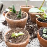 Propagating Aloe from Cuttings: How to Grow Aloe Vera from Cuttings