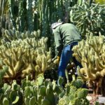 Can You Trim a Cactus? A Step-by-Step Guide to Safely Pruning Cacti