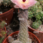 Pterocactus