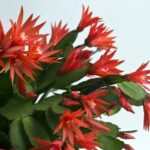 Pictures of Christmas Cactuses: Beautiful Photos of Christmas Cactus Varieties