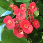 Succulent with Red Flowers: Stunning Succulents That Bloom with Red Flowers