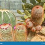 Red Headed Irishman Cactus: Spiky and Spectacular