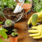 How to Replant Cactus Plants: Step-by-Step Instructions for Transplanting Your Cactus