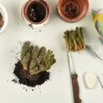 How to Repot a Cactus: Essential Tips for Moving Your Cactus into a New Pot