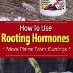 How to Use Hormone Rooting Powder: A Step-by-Step Guide for Successful Plant Propagation