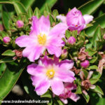 Pereskia Grandifolia (Rose Cactus): A Unique Beauty Explained