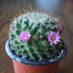 Mammillaria