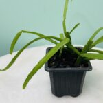 How to Ship a Cactus: Safe Methods for Shipping Cactus Plants