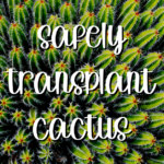 How to Transplant a Cactus: A Step-by-Step Guide to Safely Moving Your Cactus