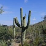 How Can You Tell How Old a Saguaro Cactus Is?