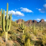 Do Cacti Like to Be Root Bound? Understanding the Root Needs of Cactus Plants