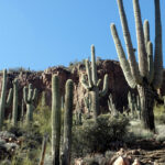 Kinds of Cactus in Arizona: A Look at Arizona’s Diverse Cactus Species