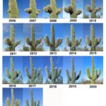 Saguaro Cactus Growth Rate: How Fast Does a Saguaro Cactus Grow?