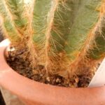 Is Your Cactus Dying from the Bottom? Here’s How to Save It