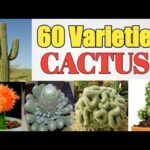 Types of Cactus Plants: A Guide to Different Cactus Varieties and Their Features