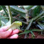 How to Grow Aloe Vera: The Ultimate Guide to Cultivating Aloe Vera at Home