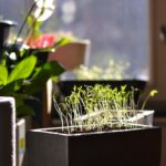 Should Seedlings Be in Direct Sunlight? Beginner Tips