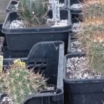 How to Get Rid of Cactus Plants: Tips for Safely Removing Cacti from Your Garden