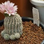 When Do Cacti Flower? Understanding the Flowering Cycle of Cactus Plants