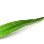 How to Propagate Aloe Vera from Leaf: Growing Aloe Vera from a Single Leaf