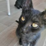 Is Kalanchoe Toxic to Cats? Understanding the Safety of Kalanchoe Around Pets