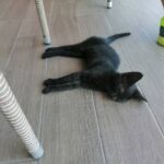 Is Kalanchoe Toxic to Cats or Dogs? Understanding the Toxicity of Kalanchoe Around Pets