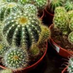 Can I Use Regular Potting Soil for Cactus? Understanding the Best Soil for Cacti