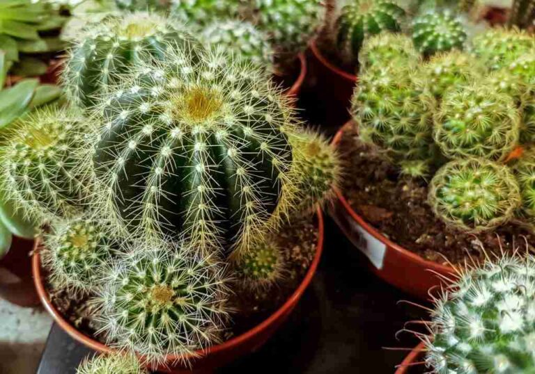 A close-up of a prickly pear cactus with vibrant green pads, its spines glinting in the sunlight.