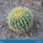 Are There Cactus in Egypt? Exploring the Cactus Species Found in Egypt